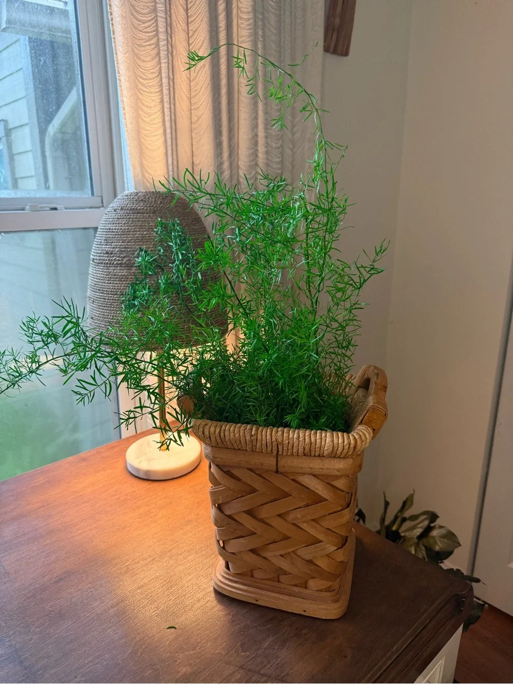 Sprengeri Asparagus Fern - Preserved Sprengeri Asparagus Fern Large Bundle